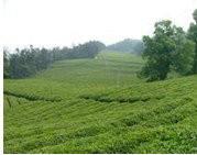 Green Blue Black Landscape Netting Slope Safety Nets To Plant Support