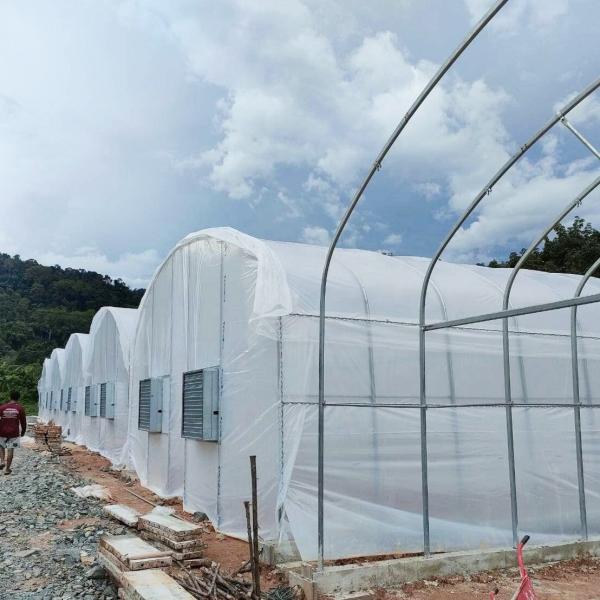 Invernadero de película Baolida 8x12.5m con estructura de acero galvanizado de 3.5m de altura