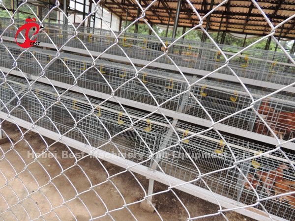 Профессиональная батарейная клетка установка в Нигерии автоматическая куриная клетка Дорис