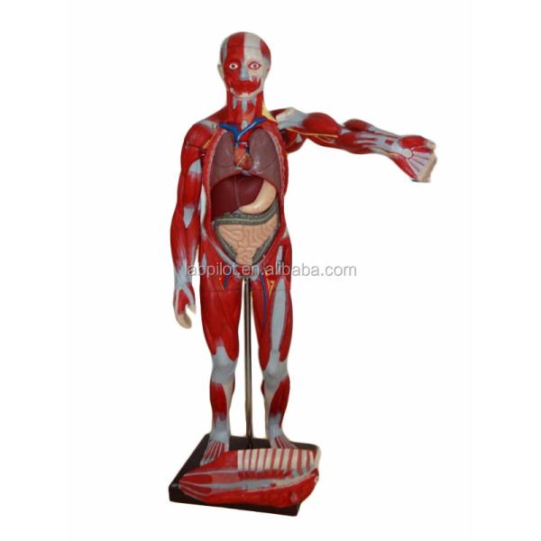 Advanced PVC Full Body Muscles Model with Internal Organs Displaying Function 170cm
