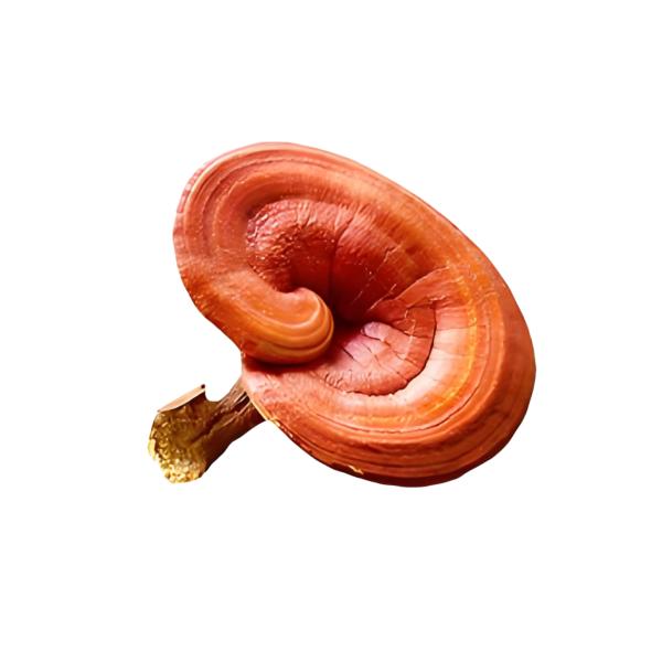Reishi Mushroom Powder 30-45% Polysaccharides
