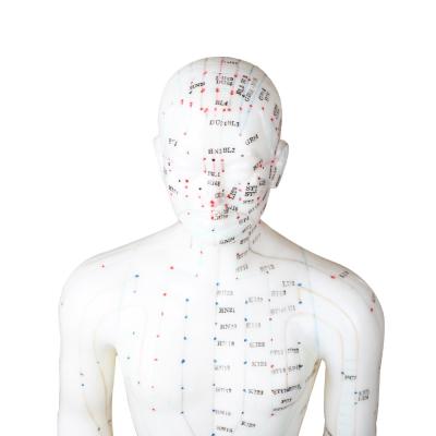 Versatility Various Acupuncture Techniques Body Model Weighing Approximately 5kg