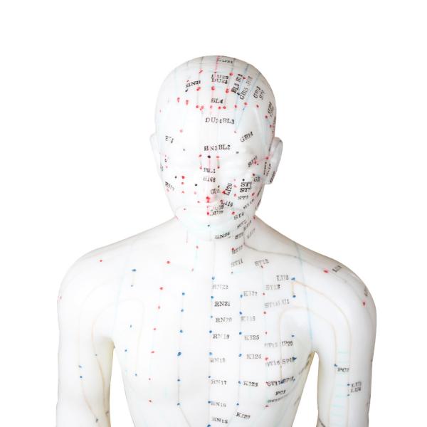 Versatility Various Acupuncture Techniques Body Model Weighing Approximately 5kg