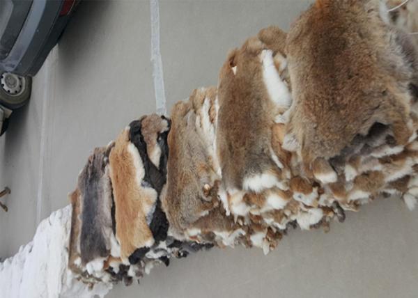 Cor natural lisa 25*35cm de Brown da pele do coelho de Rex dos acessórios do forro do revestimento