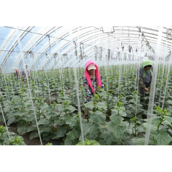 Origine végétale d'acide aminé avec 80% des acides aminés libres