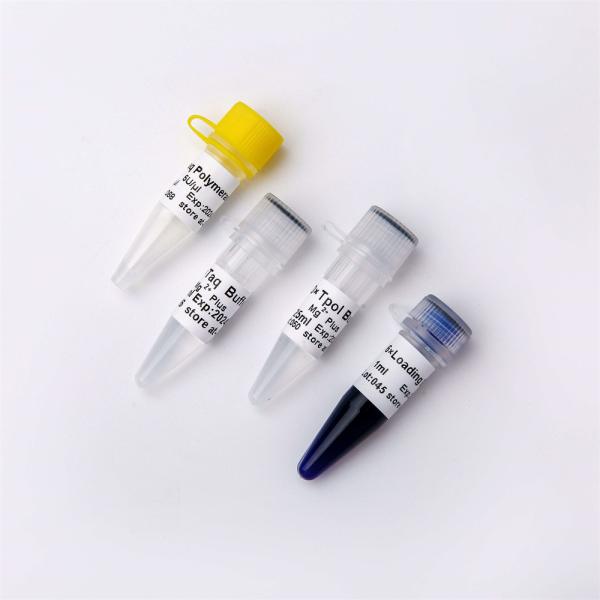 Taq DNA Polymerase for DNA Amplification