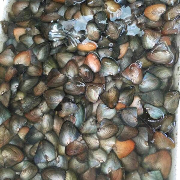 AAA grade,Vacumm packed Freshwater Cultured pearl Oysters with White/Gold/Purple/black/pink,6-7mm,7-8mm
