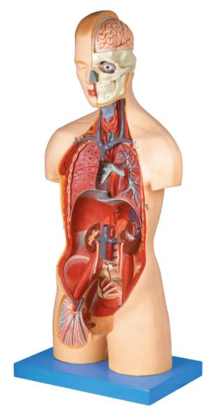 20 parts dual sex torso Human Anatomy Model life size with innner organs model