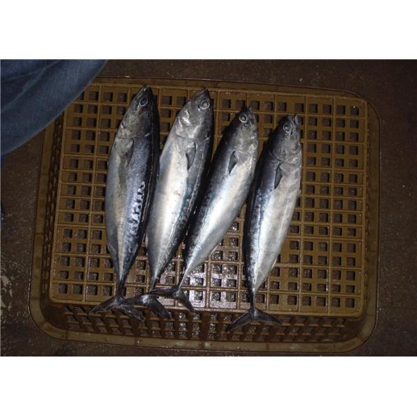 Poissons congelés de bonito de mer délicieuse fraîche de 250g 300g pour en boîte