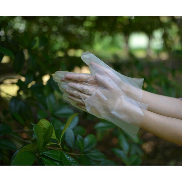 Latex Protein Free TPE Disposable Gloves For Electronic Assembly