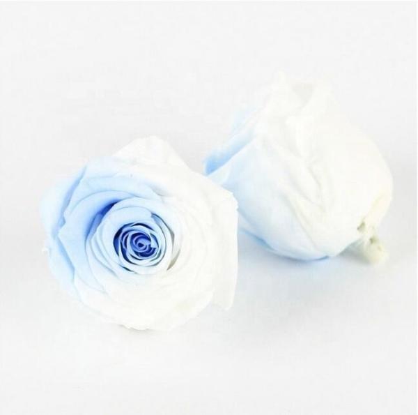 4-5cm Preserved Rose Heads Gorgeous Flower Color Easy Matching Other Colors