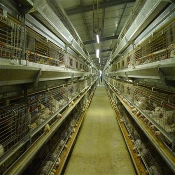 Fully Automatic Egg Layer Chicken Cages H Type 50000 Chickens Poultry Farm 10 Tiers
