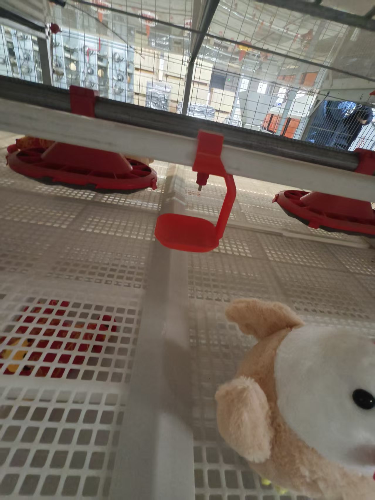 Fully Automatic Poultry Feeding System with Corrosion Resistant High Efficiency Chicken House Feeding Equipment