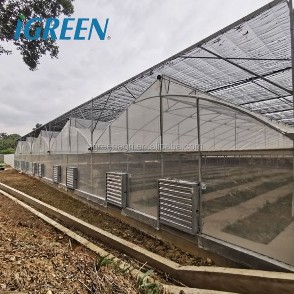 Large Single Layer Multi-span Agricultural Greenhouses with PE Film Cover for Plant Growth