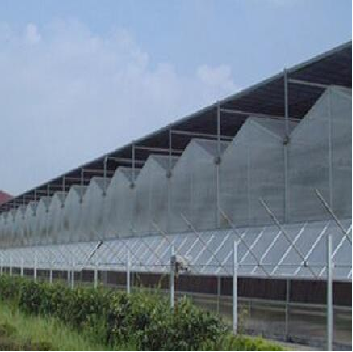 Agricultural Multi Span Greenhouse Strong Structure For Tomato Planting
