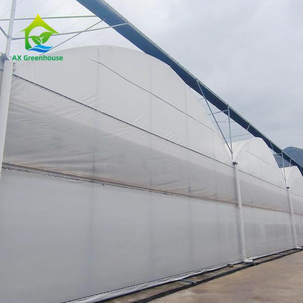 Multi Span Agricultural Plastic Film Tropical Greenhouse For Tomato