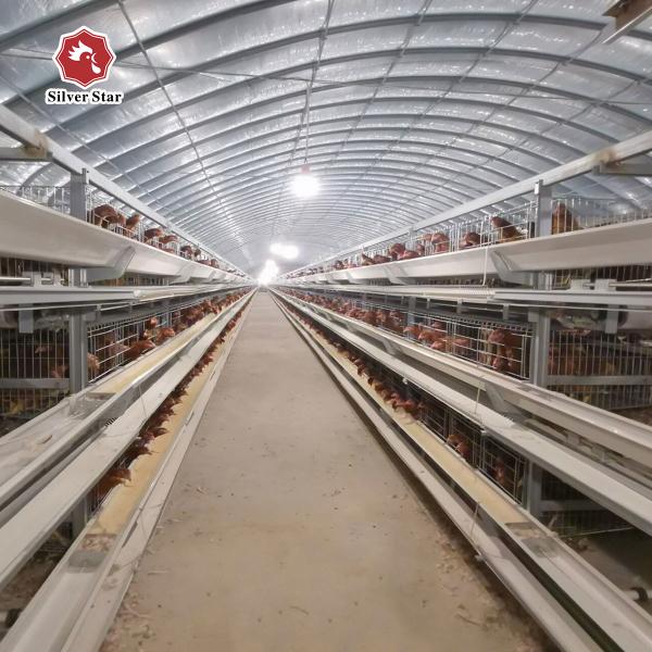 Commercial H-Type Layer Cage from Reliable Supplier & Manufacturer | Safe Delivery & Container Loading