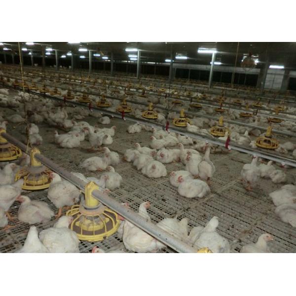 300g Pan Capacity Chicken Farm Equipment 380V 220V Broiler Raising
