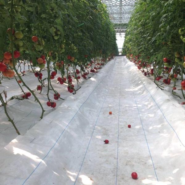 3mm 4mm 16mm 10mm Hollow Galvanized Polycarbonate Greenhouse With Growing System In Turkmenistan