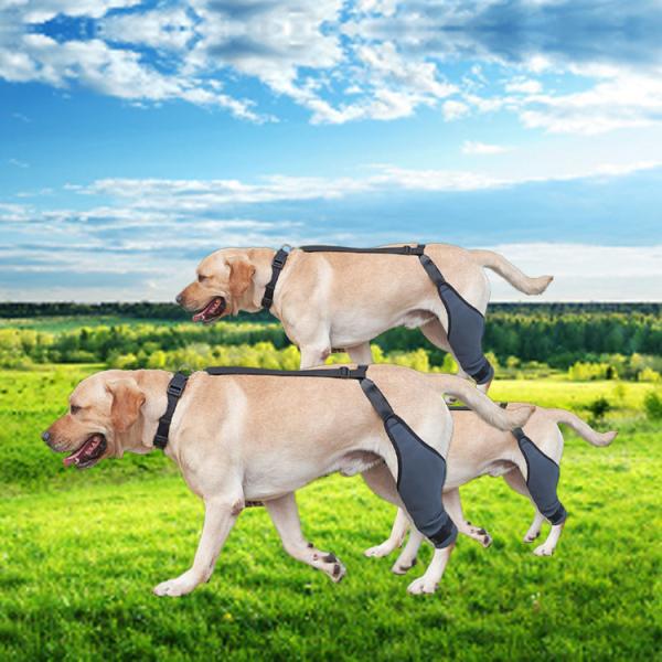 Расчалка ноги собаки вибрации анти- протектора скакательного сустава собаки разрыва анти- для травмы ACL