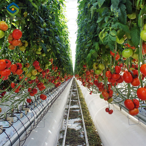 Customized Commercial Tomato Greenhouse Multi Span Greenhouse Plants Growing