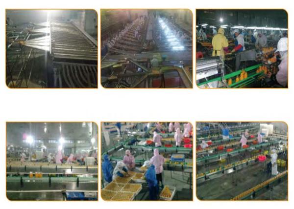 Orange Processing Fruit Canning Equipment High Precision Custom Design
