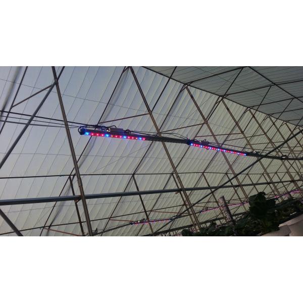 Водоустойчивое СИД ИП65 растет света СИД трубки 40В светов 0.6м растущие для цветков