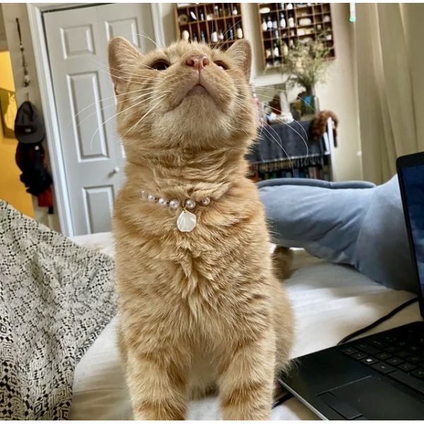 CZX Pet Cute Handmade Necklace with Selection of Pendants Designed for Cat Dog Collar