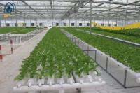 Sistemas de cultivo de lechuga hidropónica en invernadero