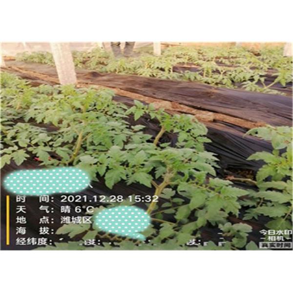 Adubo líquido do Oligosaccharide do ácido aminado para a pulverização Foliar do tomate