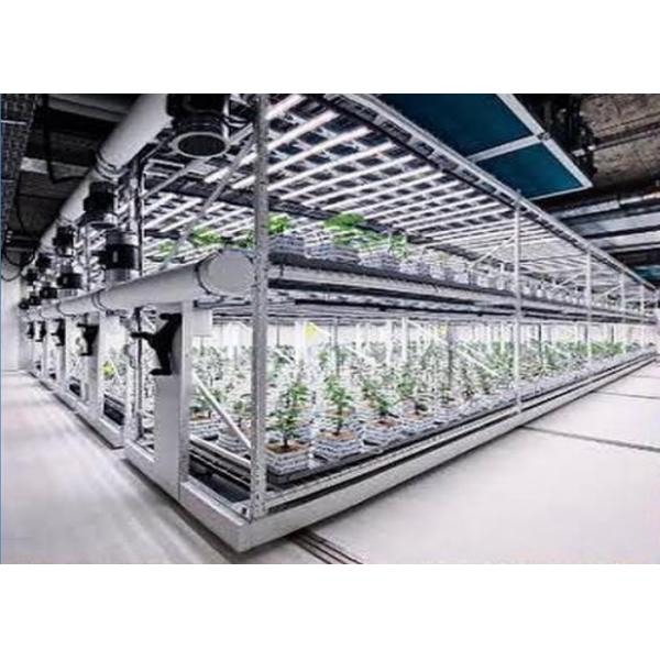 Système hydroponique d'aéroponie personnalisé pour une plantation de haute