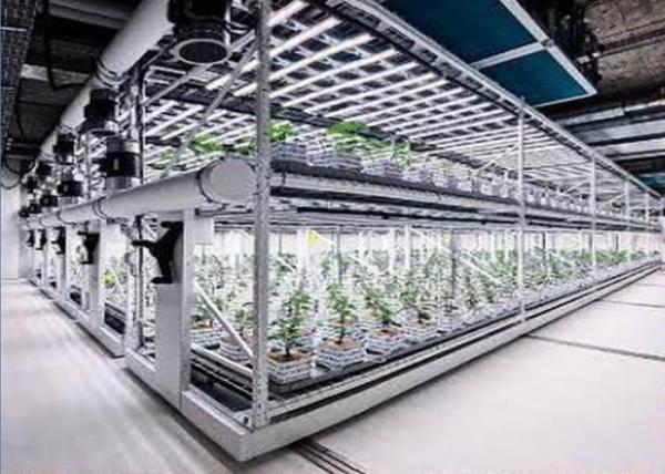 Sistema de hidroponia aeropônica personalizado para plantação de alta qualidade