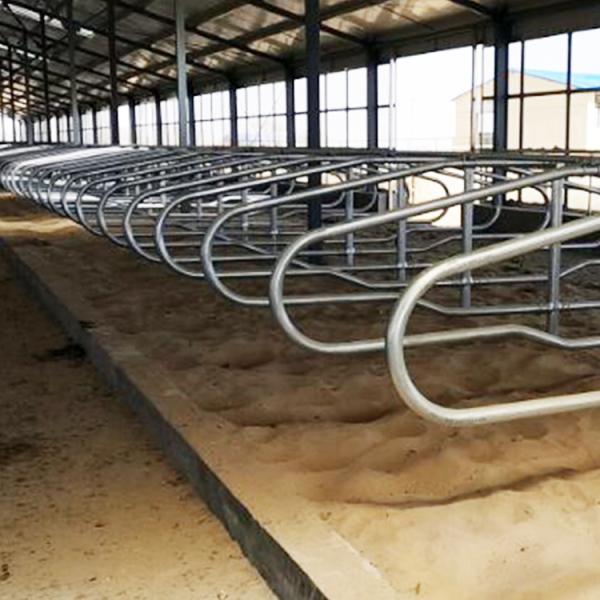 Гальванизированные нержавеющей сталью стойлы трубы свободные для стиля строки коров одиночного