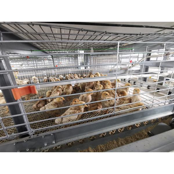 Клетка цыпленока младенца 40000 птиц