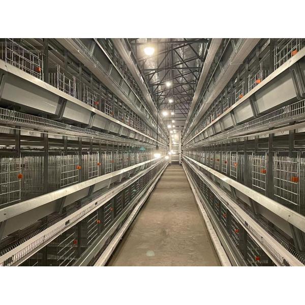 Professional Cage Poultry House Steel Wire Mesh Poultry Chicken Farm