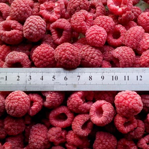 Whole/Crumble IQF Frozen Fruit / Raspberry Bulk Packing 10kgs/12.5kgs