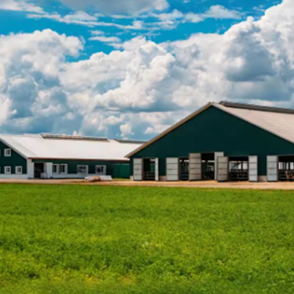 Prefabricated Steel Structure Livestock Building Poultry Farm Barn Animal Husbandry Shed