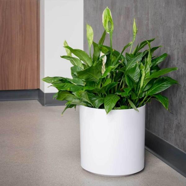 Potes de plantas de flores de fibra de vidro personalizados para plantas de interior