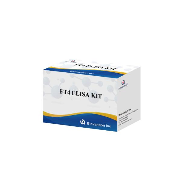 FT4 Medical Diagnosis Enzyme-Linked Immunosorbent Assay Test Kit With High Specificity