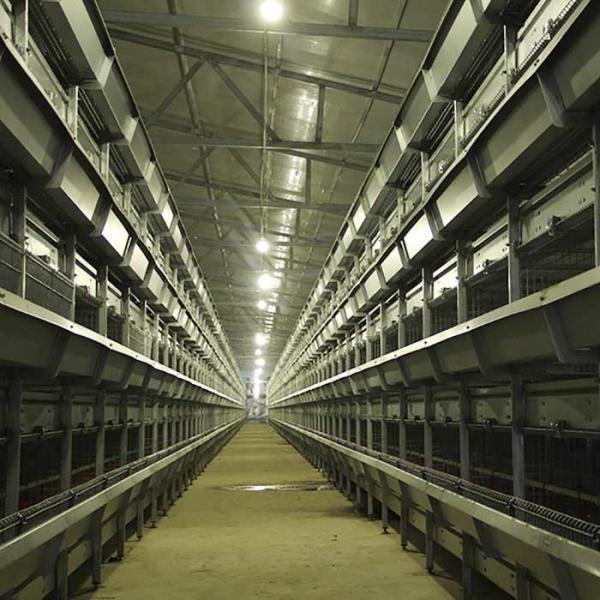 Less Feed Wastage Indoor Chicken Cage , Auto Feeding Poultry Farm Cage