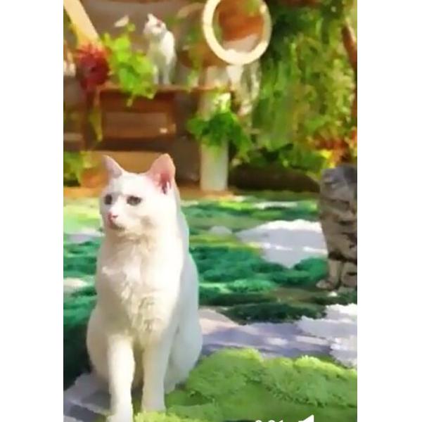 Pure Handmade Wool Green Moss Carpet 1000*830mm Modern Living Room Rugs