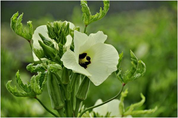 Yellow Okra seeds / ladies finger seeds with FDA Certificate