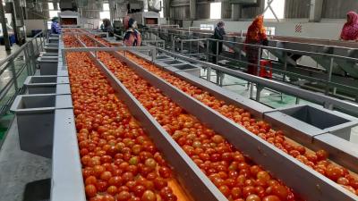 Pasteurization Ketchup Processing Line 12 - 14 Brix SUS304