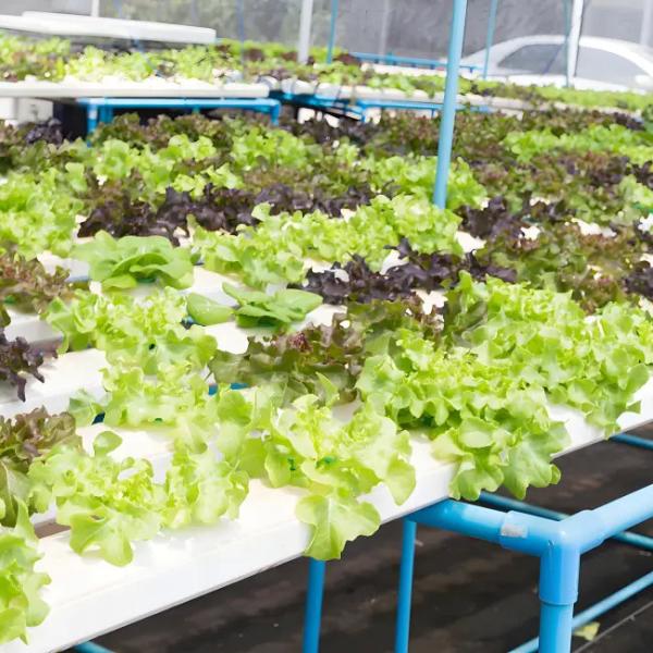 Aluminum profile customized greenhouse energy-saving Venlo stype glass polycarbonate greenhouse