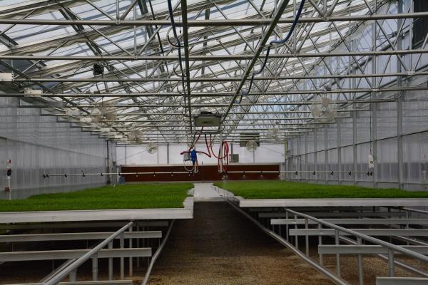 PE Plastic Film Greenhouse Multi Span Sawtooth Turnkey Project