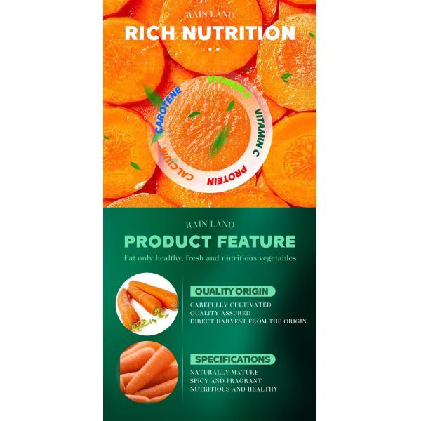 Organic Fresh Carrots Farm Grown Shandong Rich Vitamins Minerals Pure Natural Orange Red Top Grade Sweet Taste 2024 Crop China