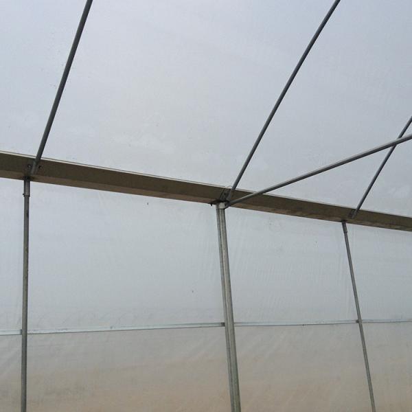Multi Span Arch Plastic Film Greenhouse Tomato Strawberry Agricultural