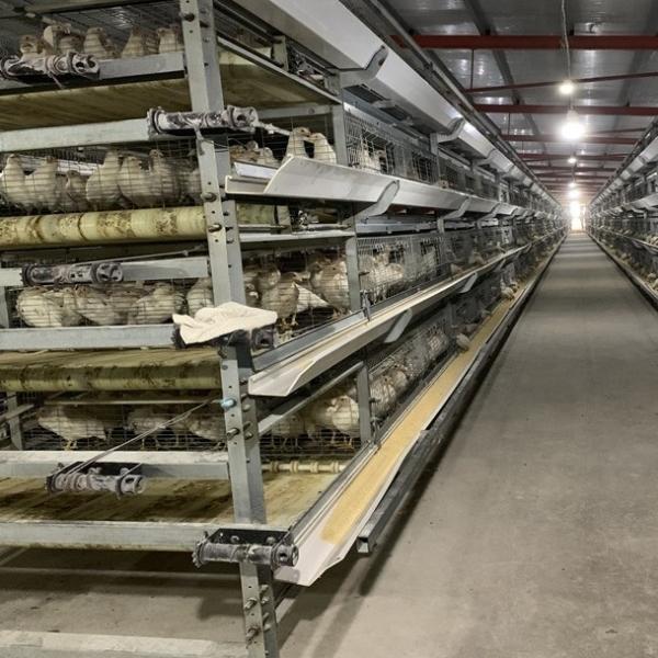 Fully Automatic Hot-Dip Galvanized H-Type Broiler Chicken Cage for High-Density Poultry Farming