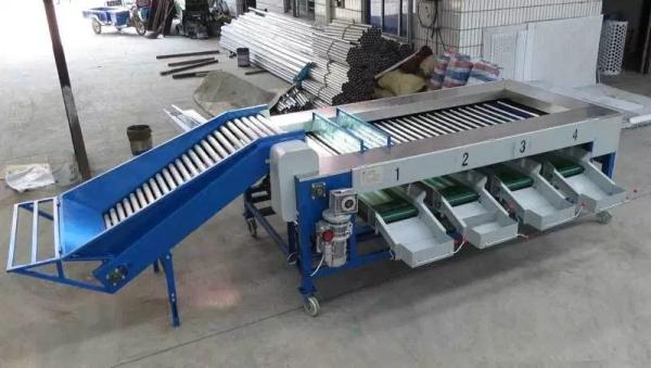 Automatic Potato Size Sorting Machine for Sale