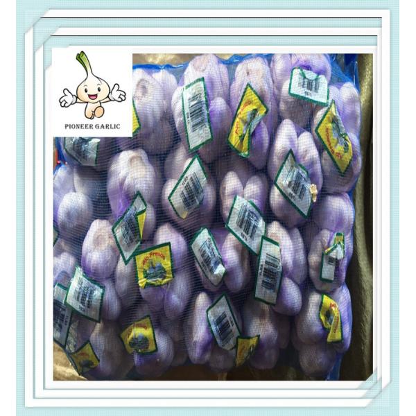 5.5cm fresh garlic natural white garlic 200G*50bag garlic fresh garlic 5P garlic